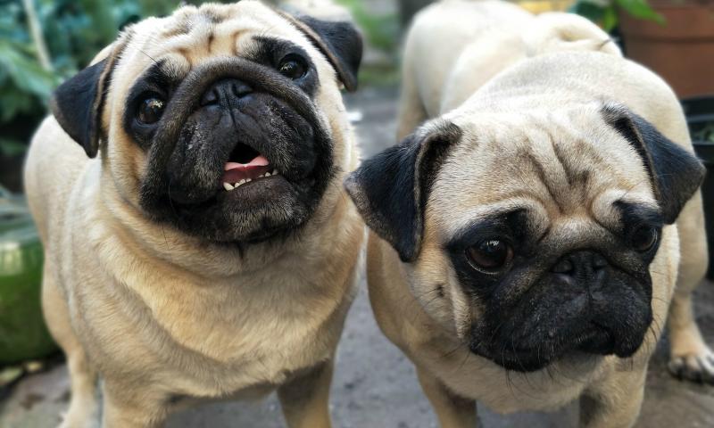 Predstavitev pasme: Mops